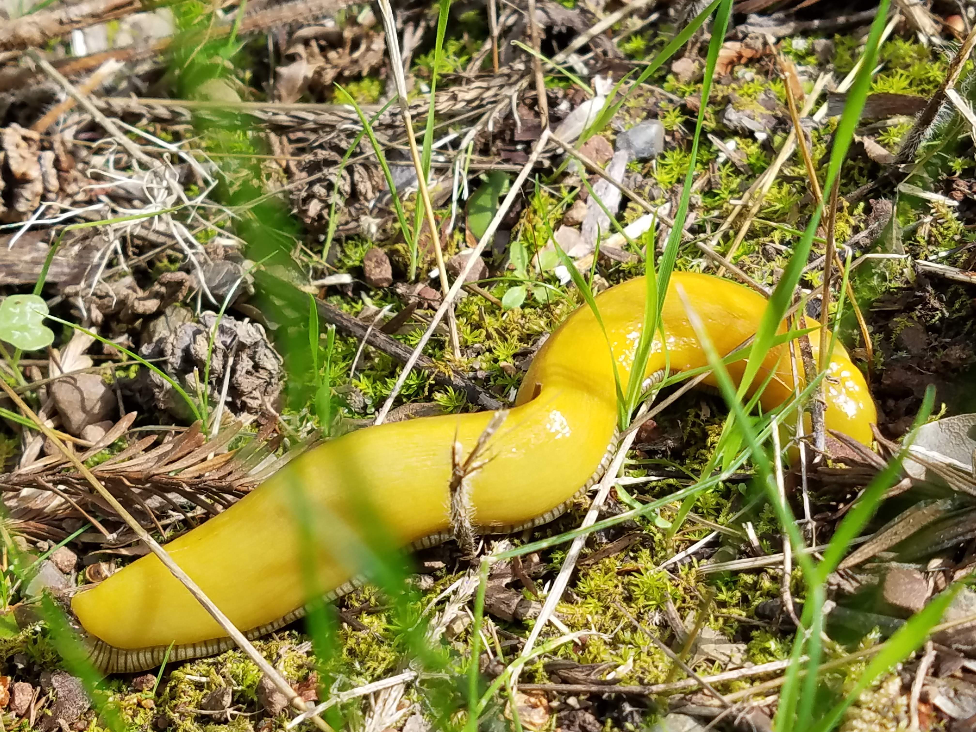 We saw a few banana slugs! These guys move really slow.