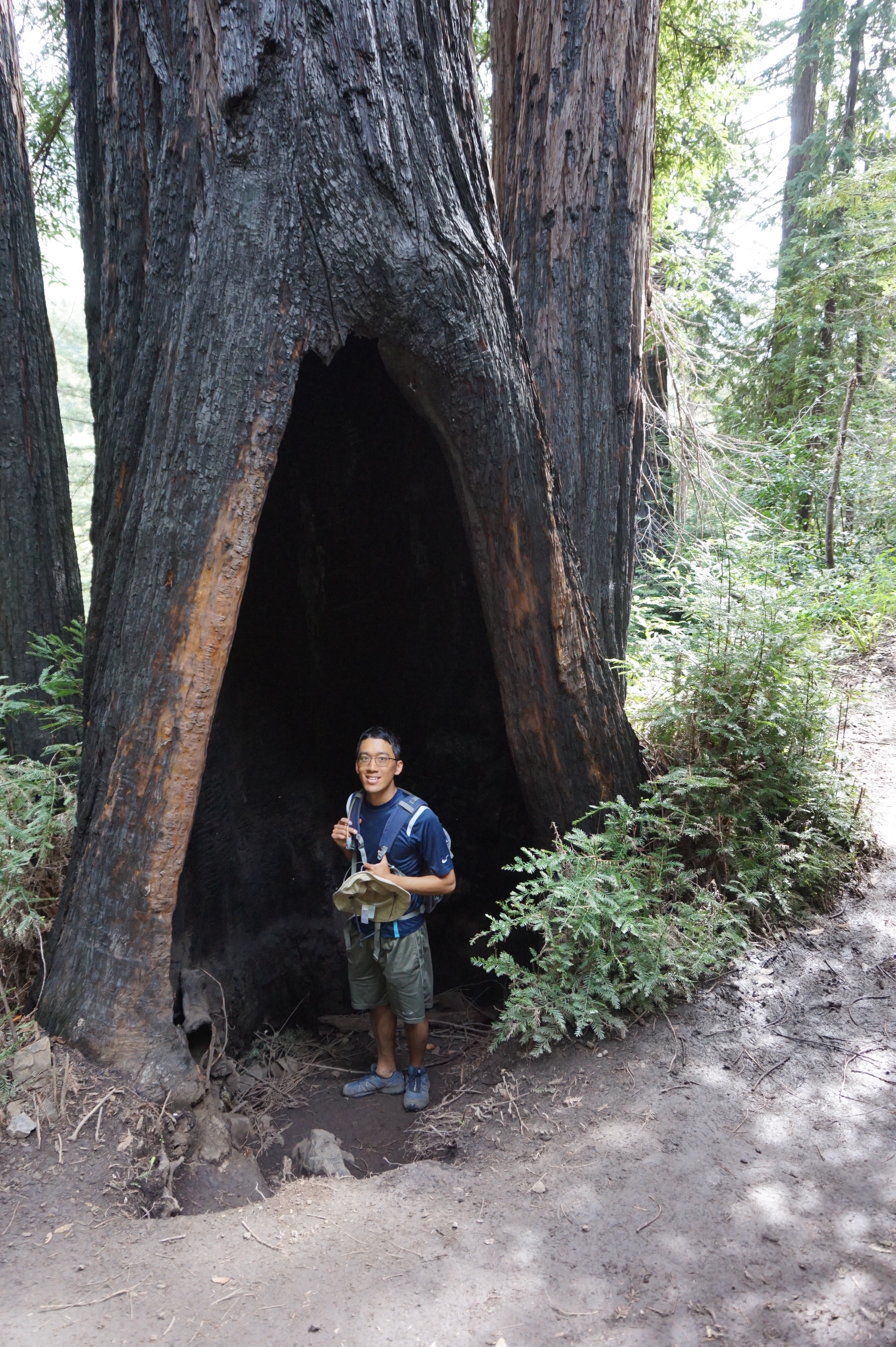 Coastal redwoods here are shorter than their inland giant sequoia cousins. Geoff is standing inside a crack at the bottom of one that is a wildfire scar.