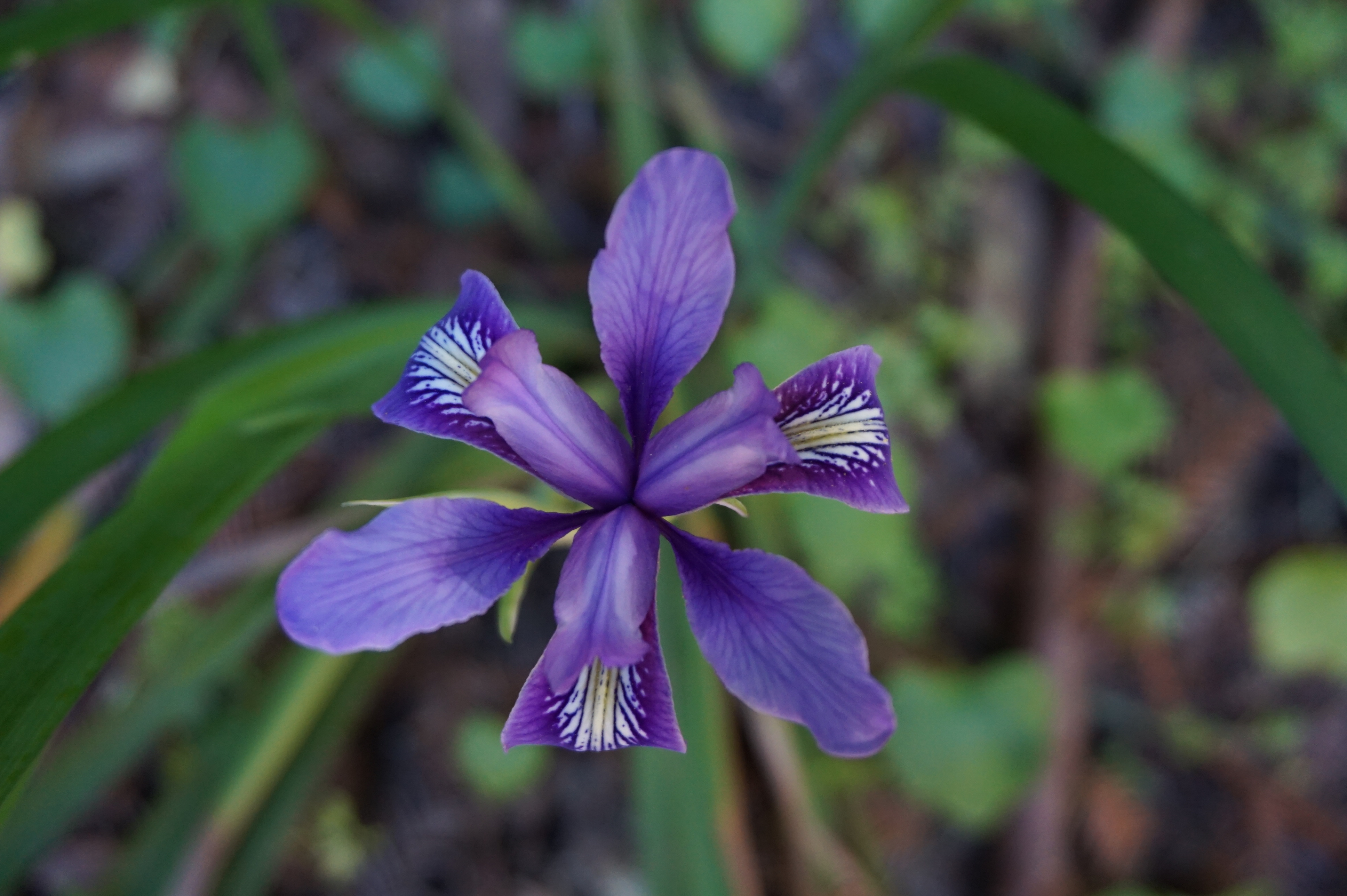 Big Sur was in bloom. We saw lots of these purple iris wildflowers.