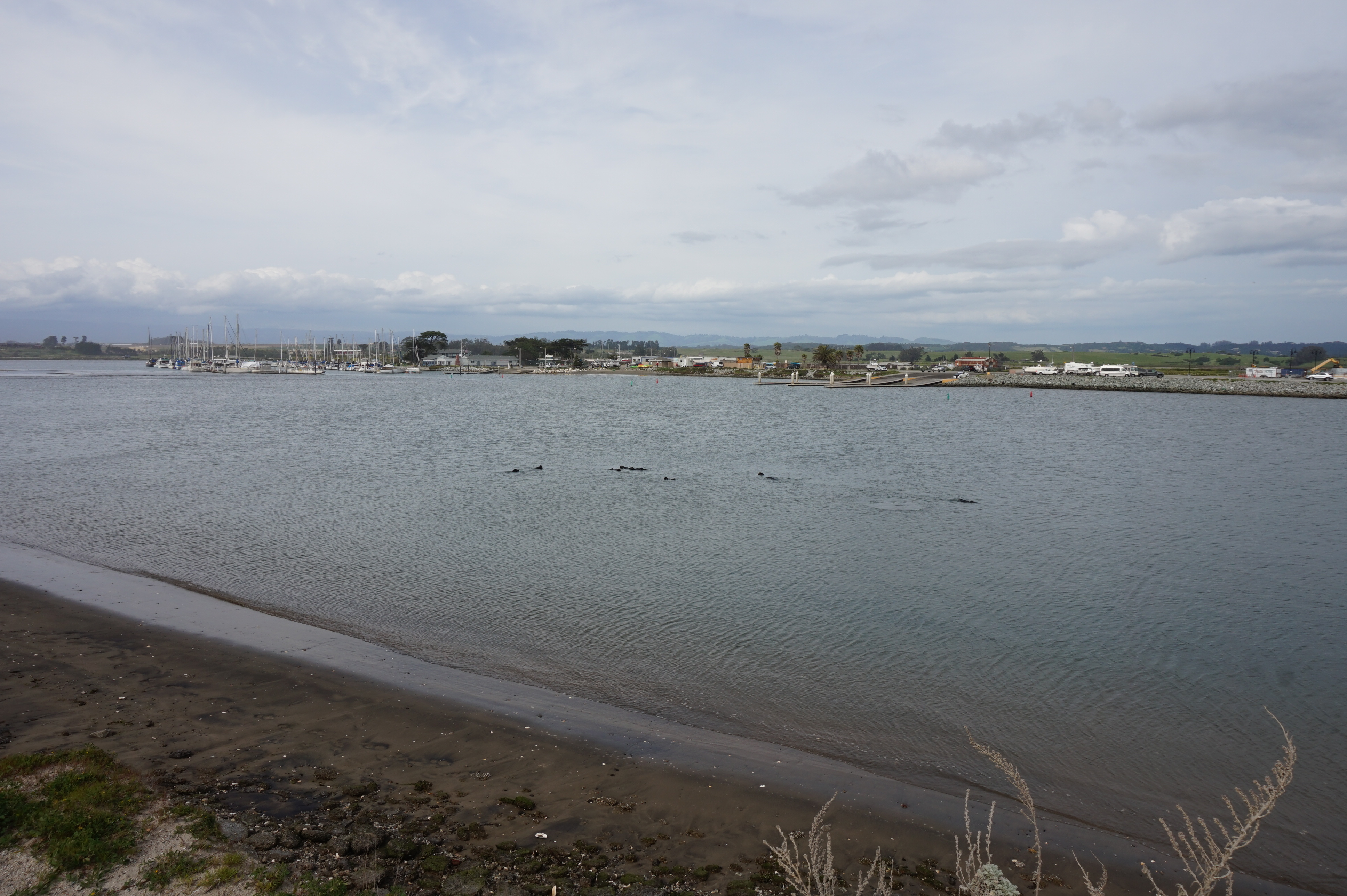 Moss Landing otters.