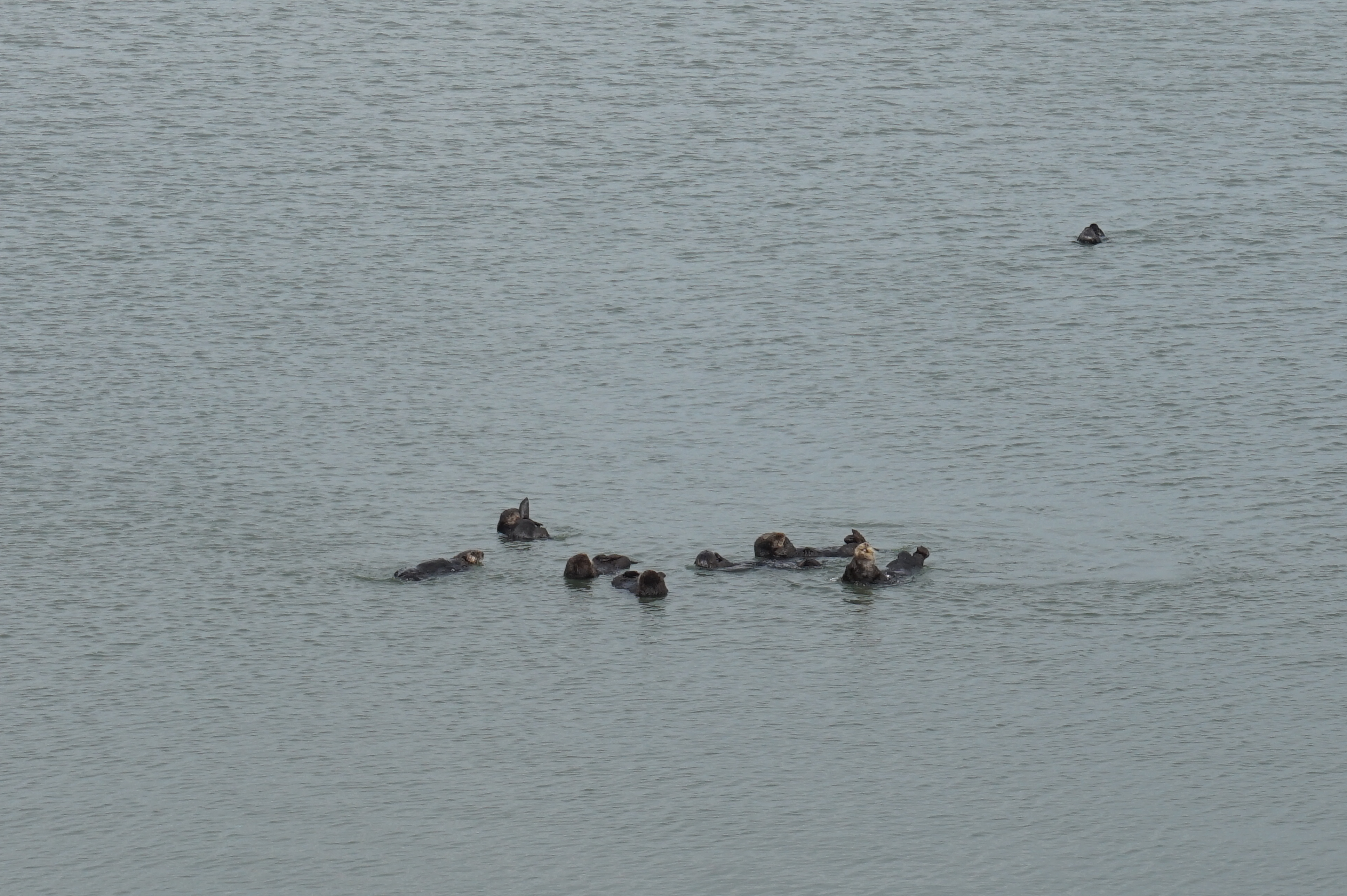 After leaving Big Sur, we drove north towards Oakland. A stranger recommended we stop at Moss Landing to see more otters close up. We saw these little guys hanging out and paddling around.