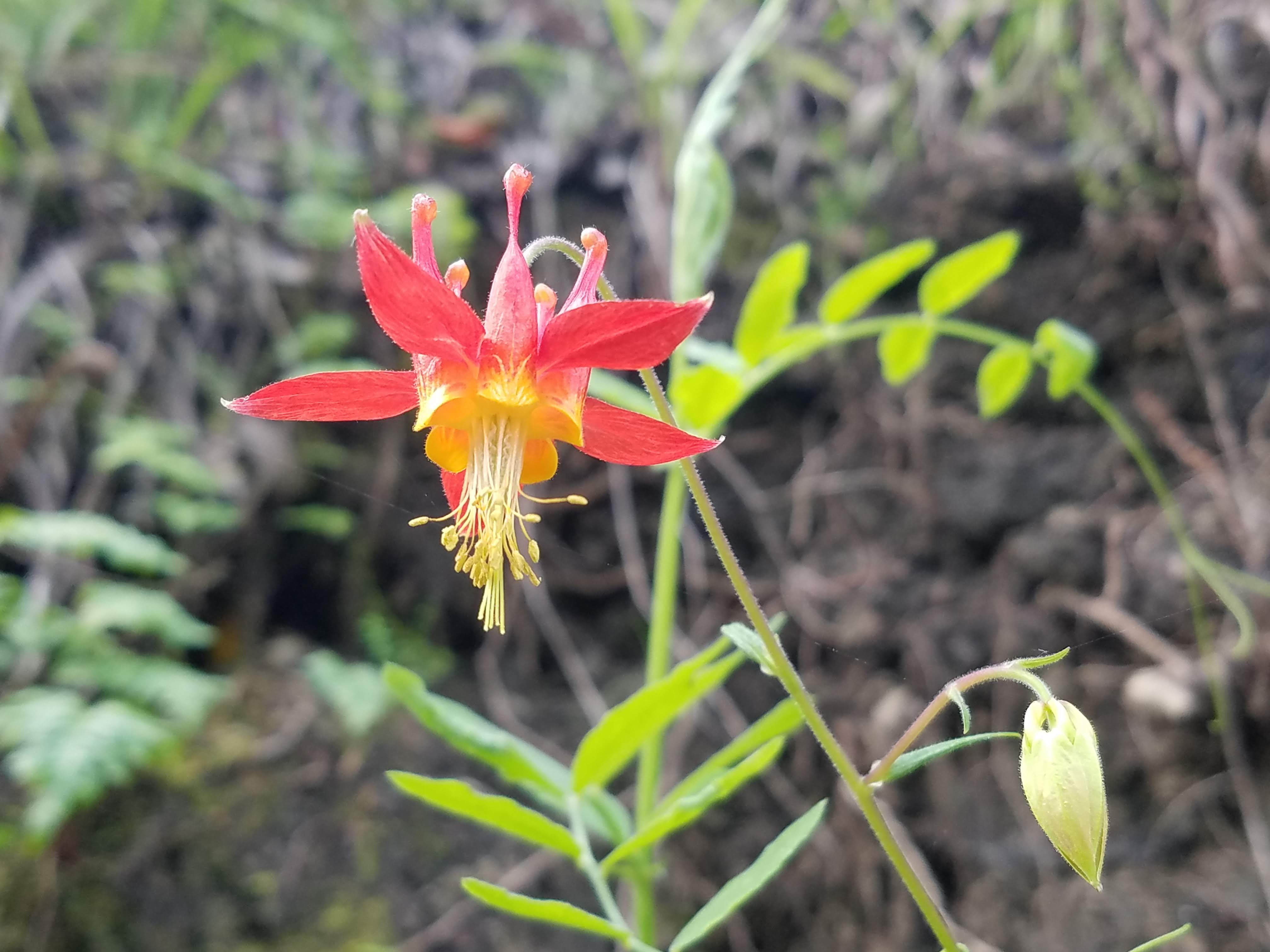 And lots of these red flowers. I think they're called crimson columbines.