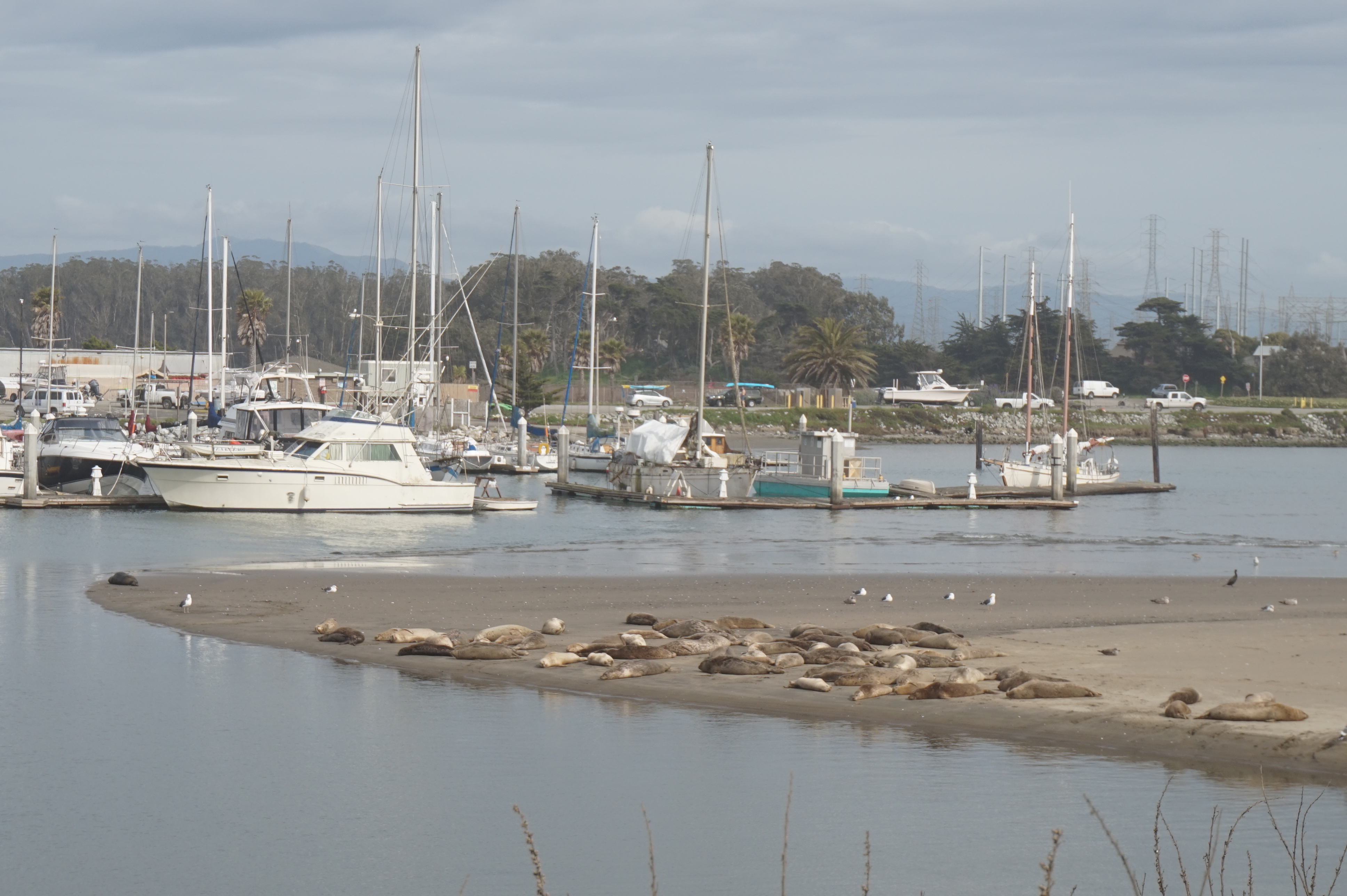 Moss Landing seals.