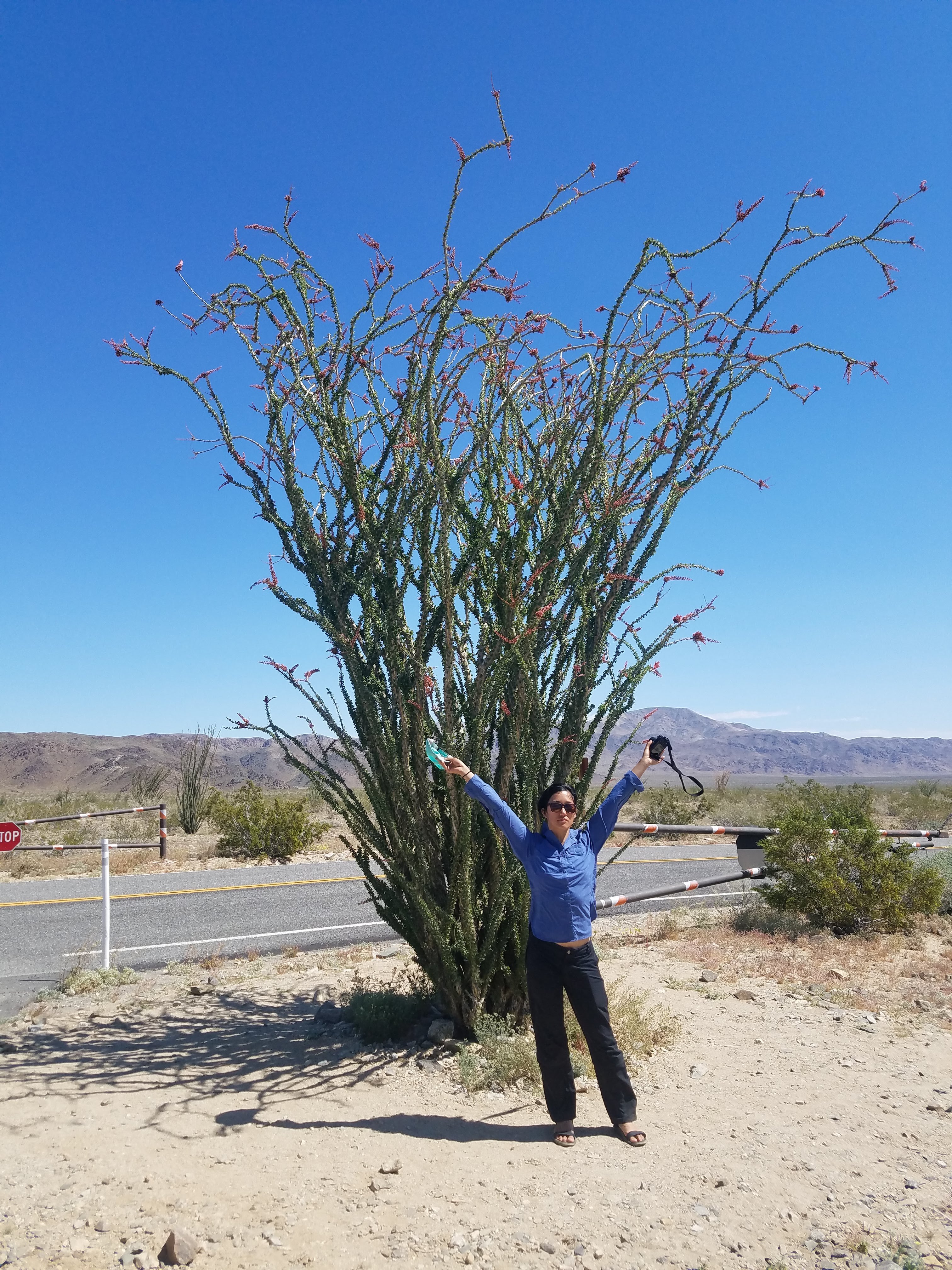 Ocotillos are so awesome. They are tall woody plants that have thorns with each leaf. We got to see them in bloom, with their spindle-y red flowers waving in the breeze.