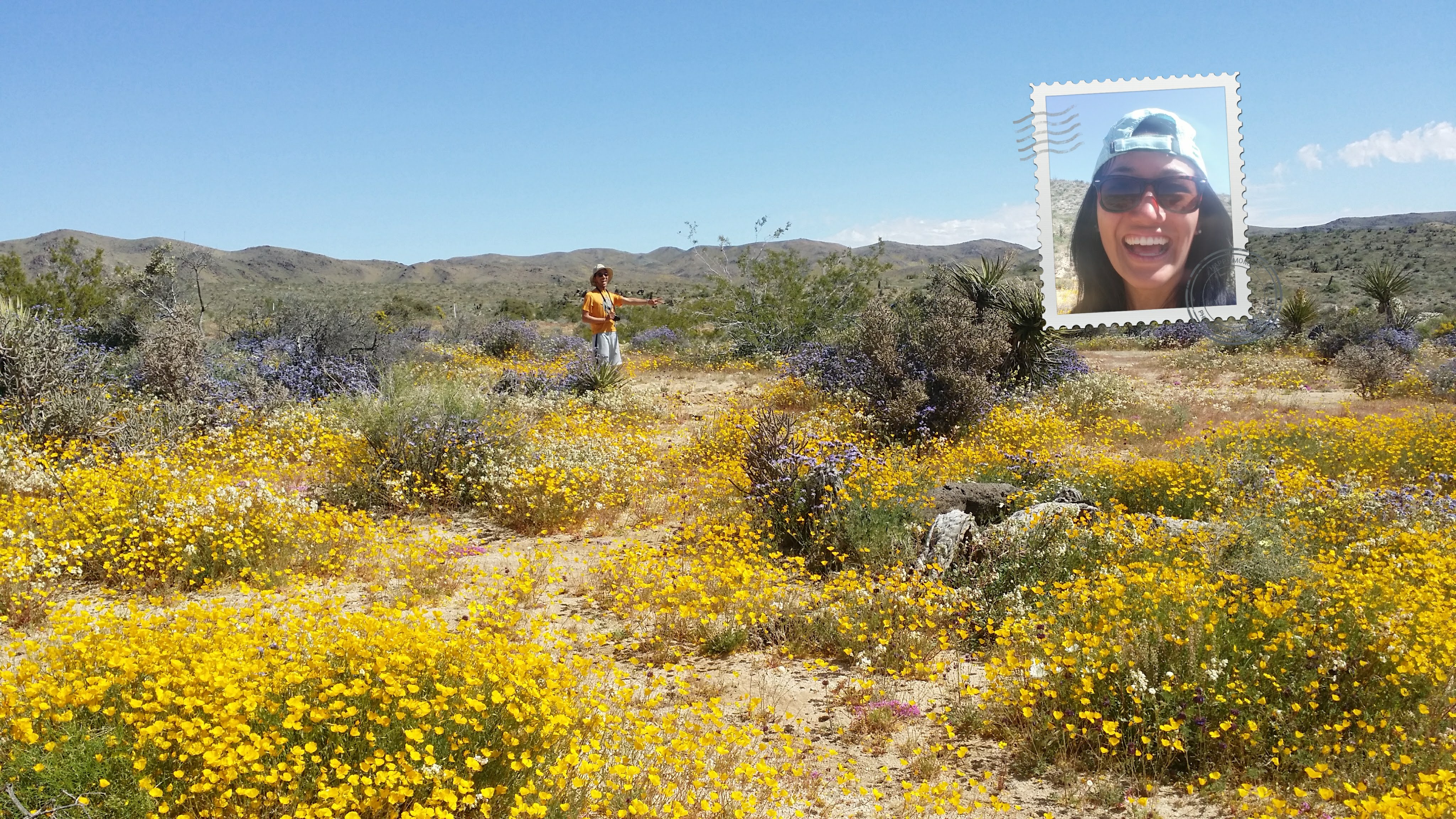 Superbloom of yellow flowers in Joshua Tree!