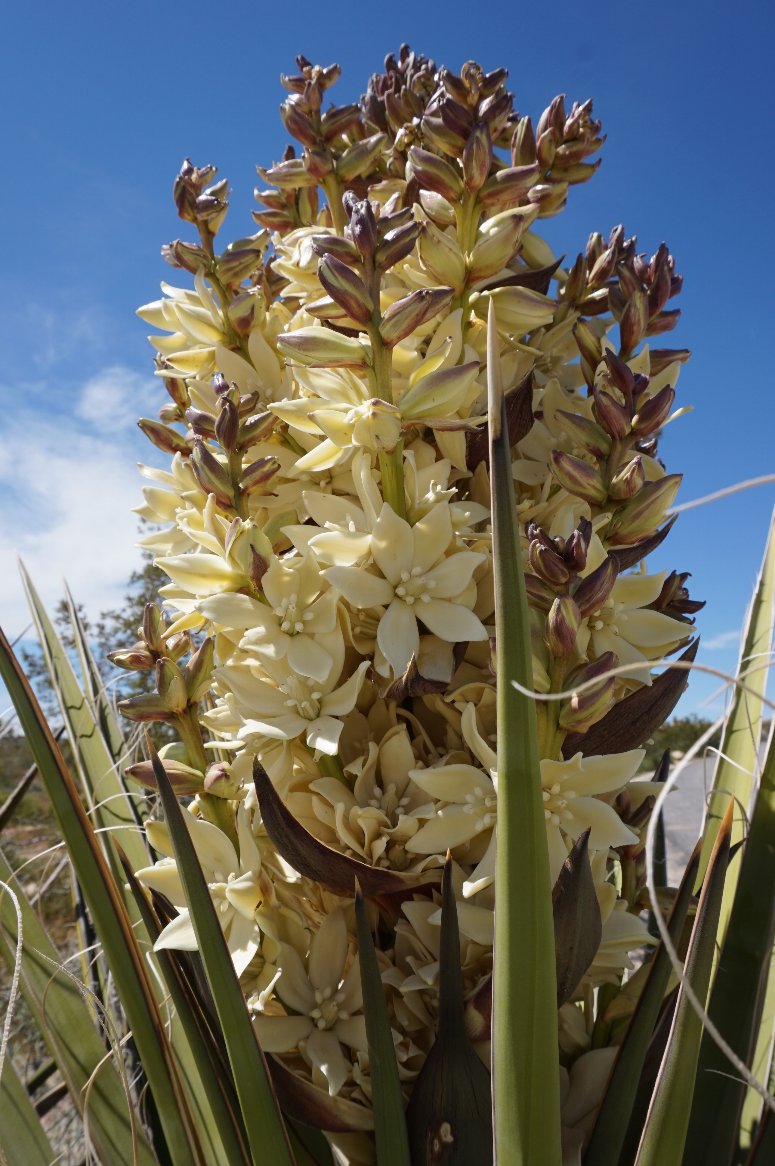 The yuccas were in bloom! Joshua Trees are actually not trees but yuccas.