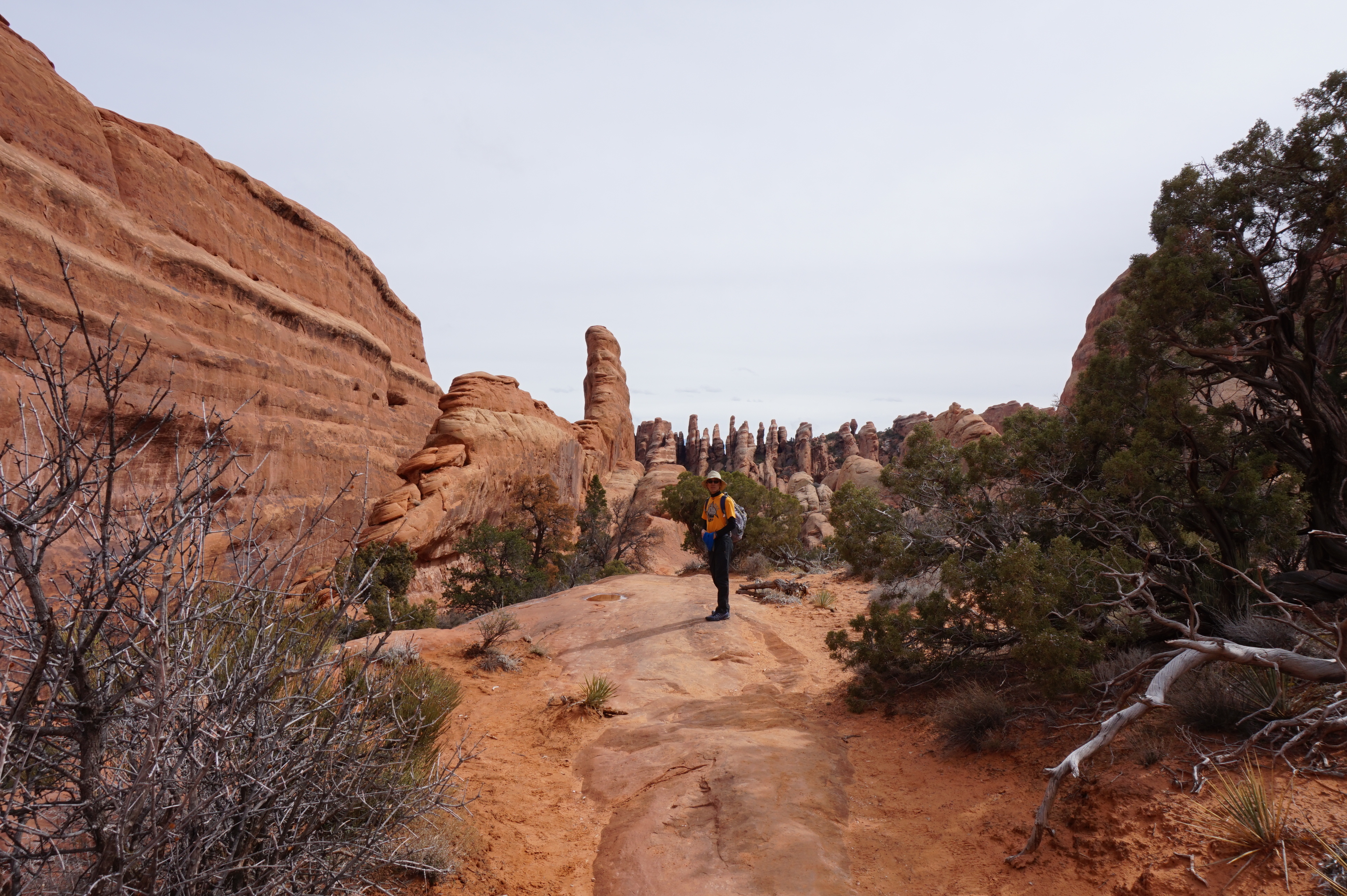 We saw these neat shark-fin looking like pinnacles from the Devils Garden Trail.