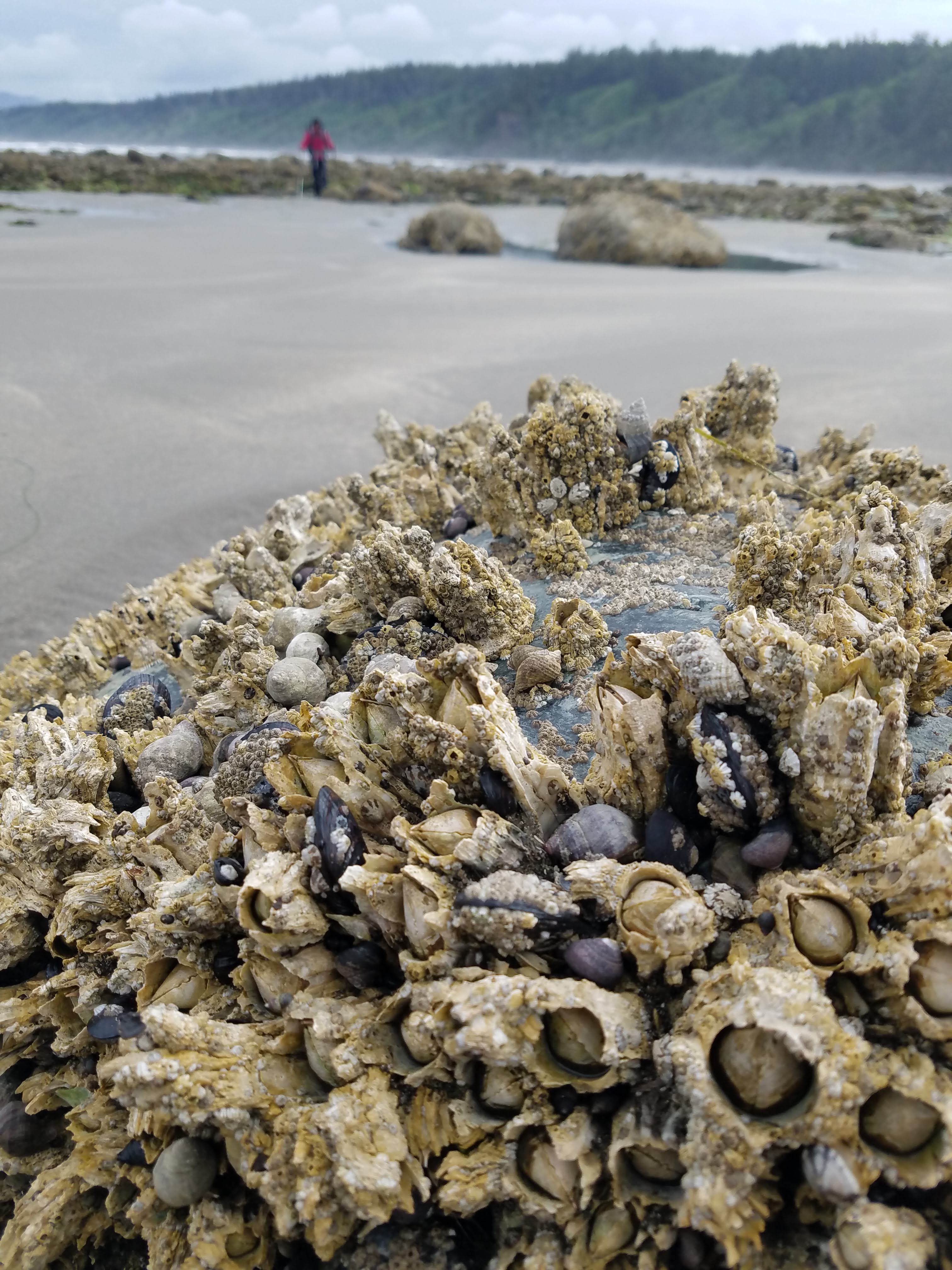 One thing nobody told me was how many things I was going to kill while hiking here. You can't avoid it because you have to step in tide pools and rocks at low tide crossings. We stepped on barnacles, mussels, clams, crabs, snails, anenomes, and all sorts of sea creatures. I felt like a monster! I hope their hard shells kept them safe. I tried to step on rocks mostly.