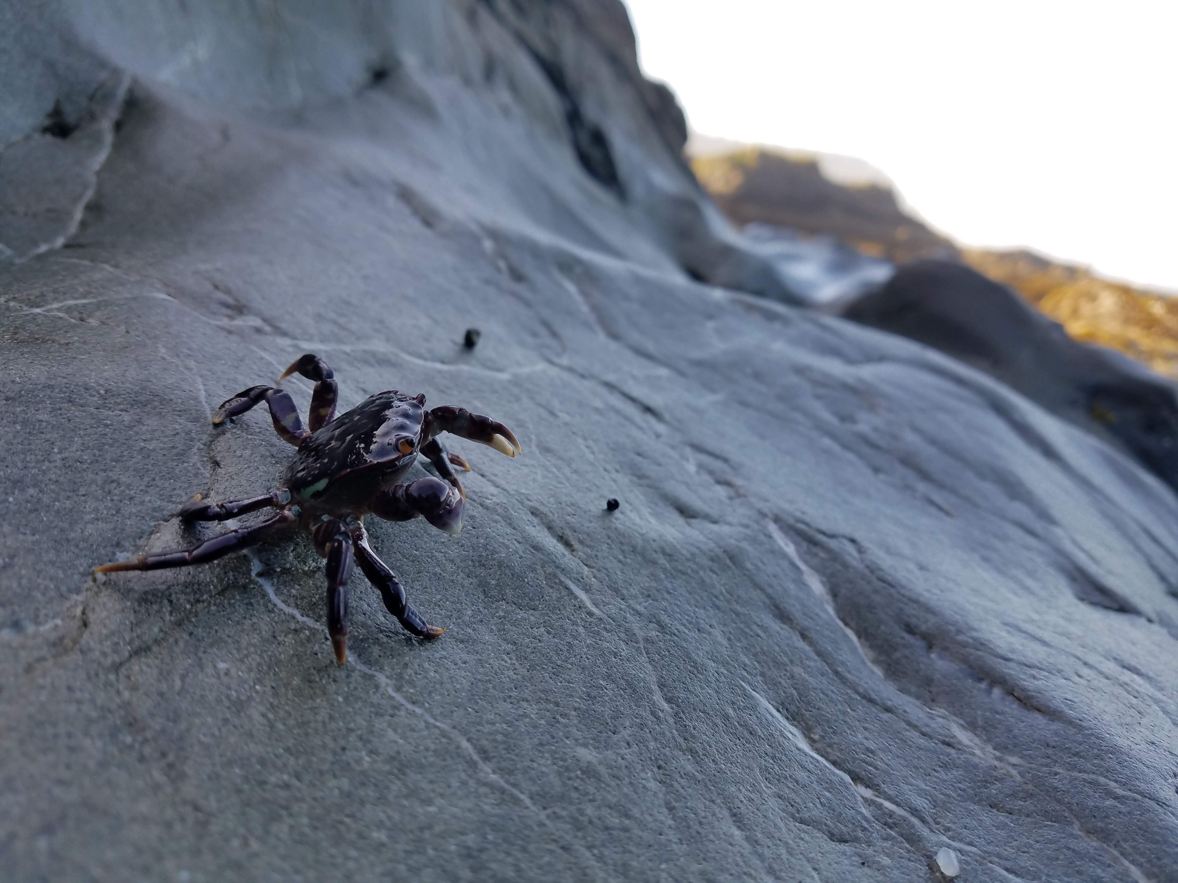 All the little crabs would fall off their rocks as we approached. Or put their claws up in defense.