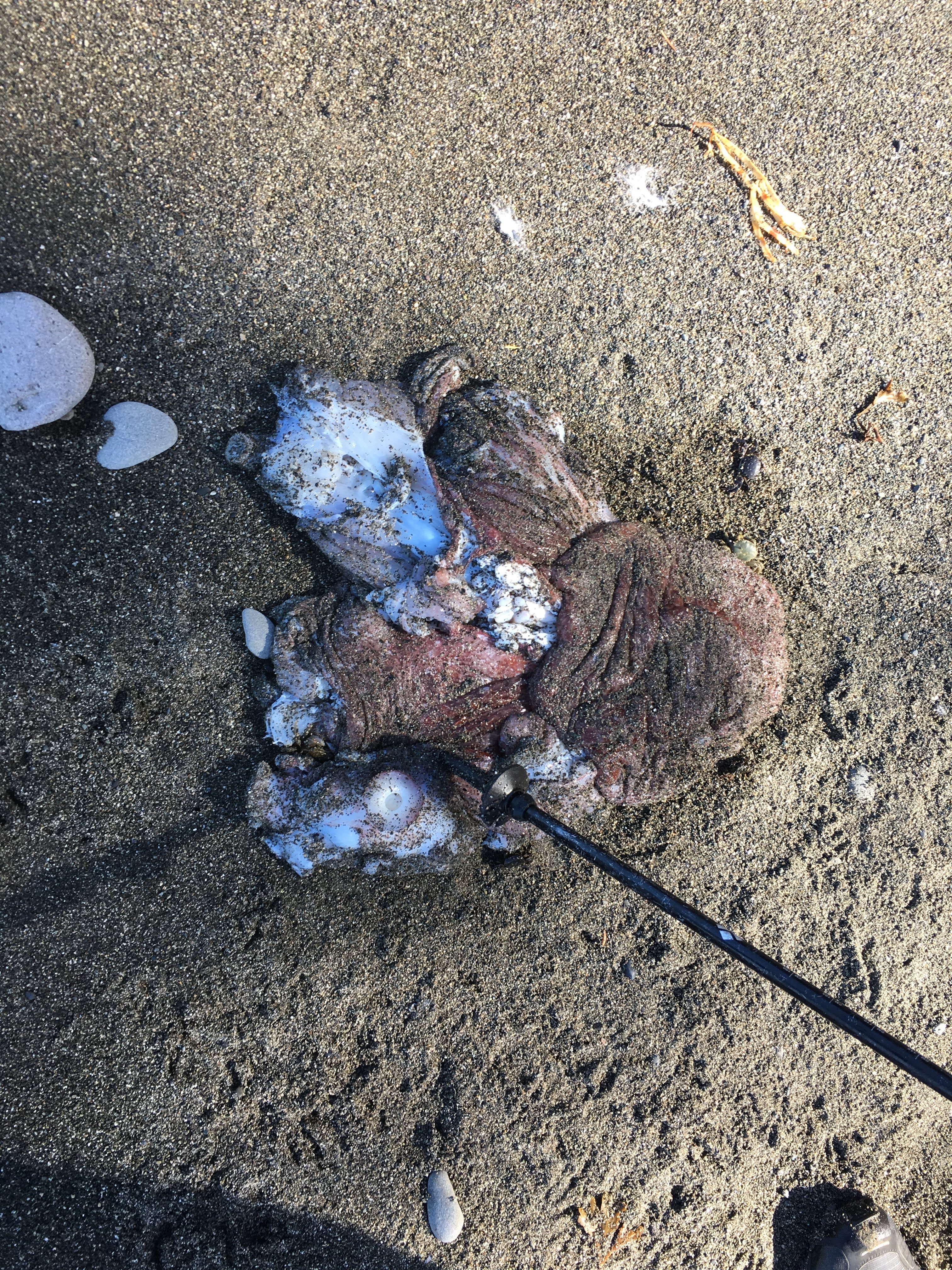 Did you know that this section of the coast is home to the world's largest octopus species called the <a href='https://www.nationalgeographic.com/animals/invertebrates/g/giant-pacific-octopus/' target='_blank'>Giant Pacific Octopus</a>? We found this dead octopus washed up on the beach. Not sure if it's a Giant but it was pretty darn big.