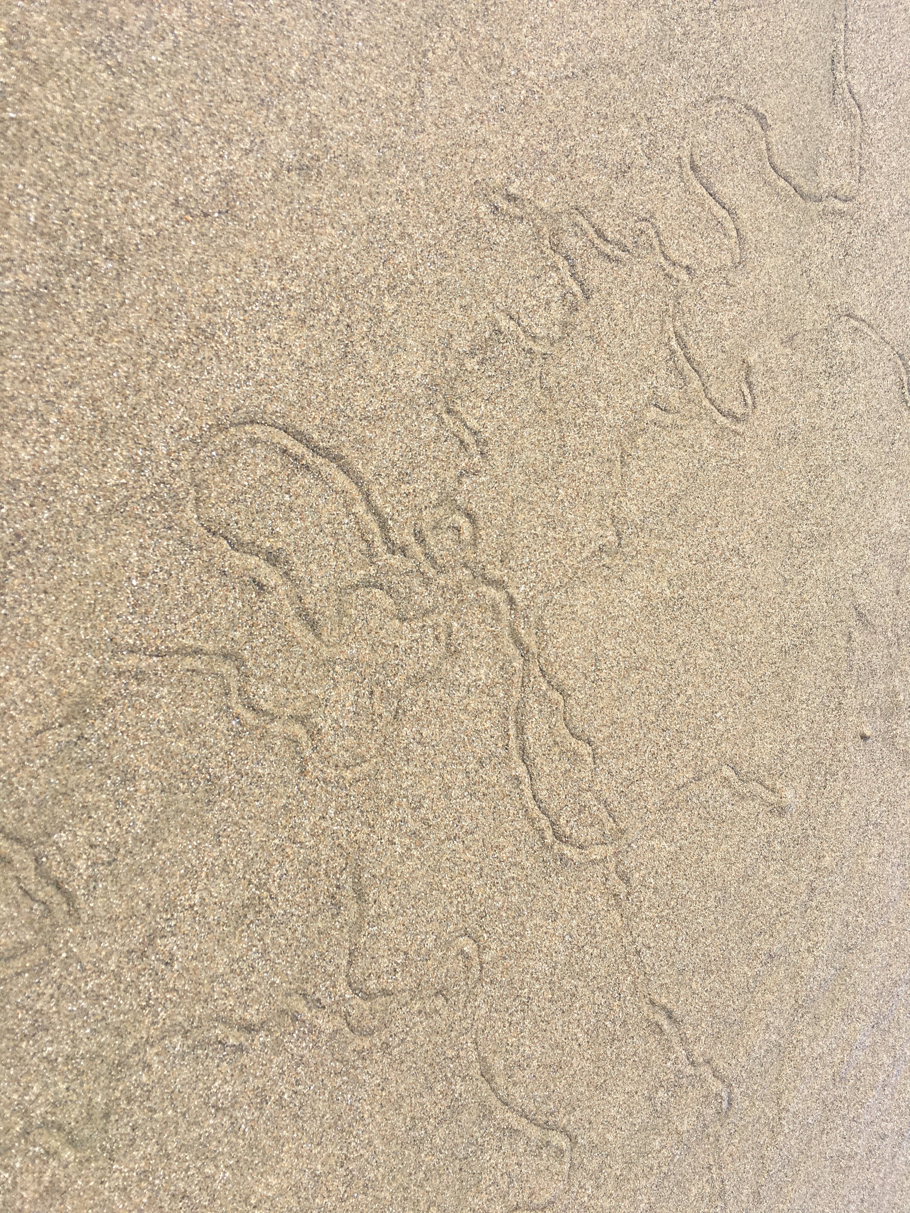 I think these are snail trails. There were parts of the beach covered with these cool squiggles.