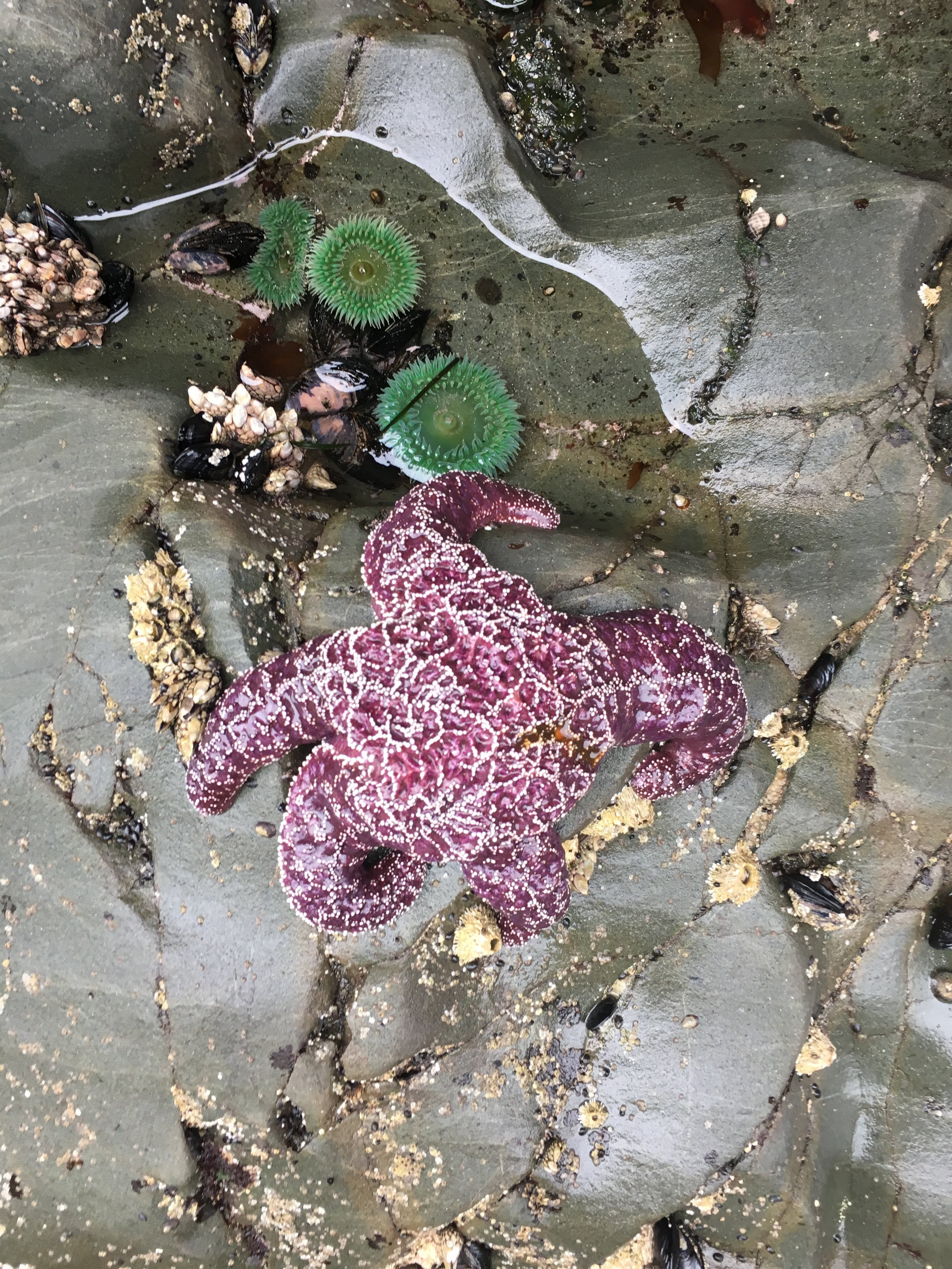 Many sea stars! Or starfishes. Whatever you call them.