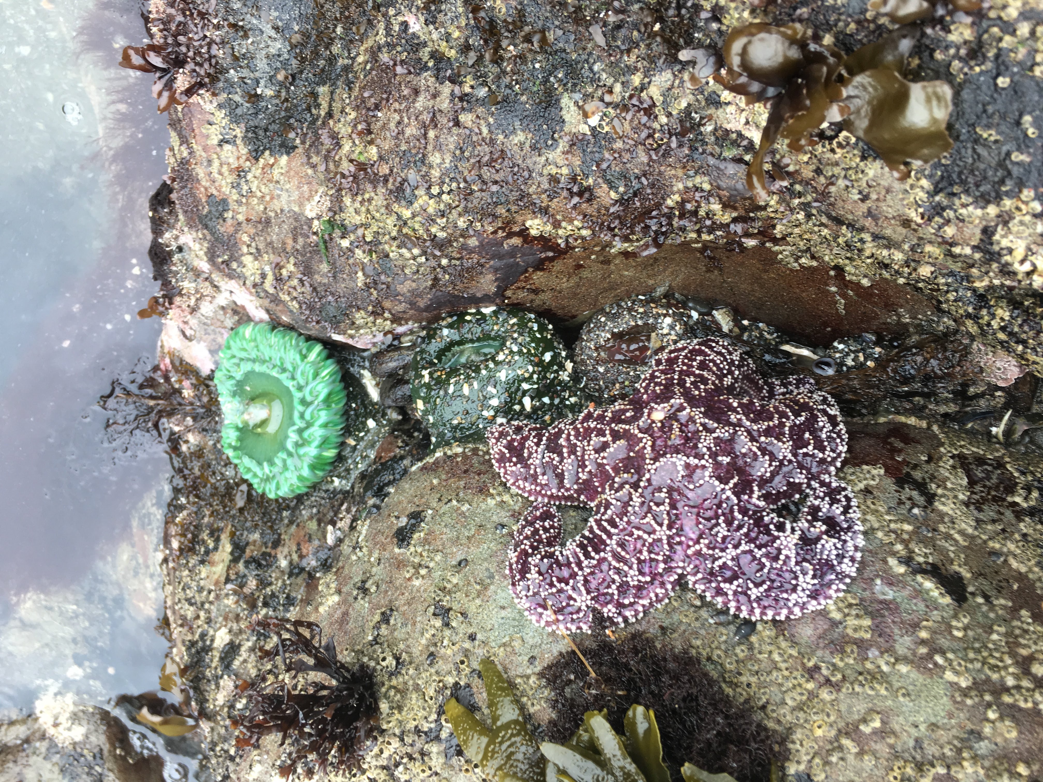 I found starfishes clinging to steep rocks right at the edge of the water during low tide.