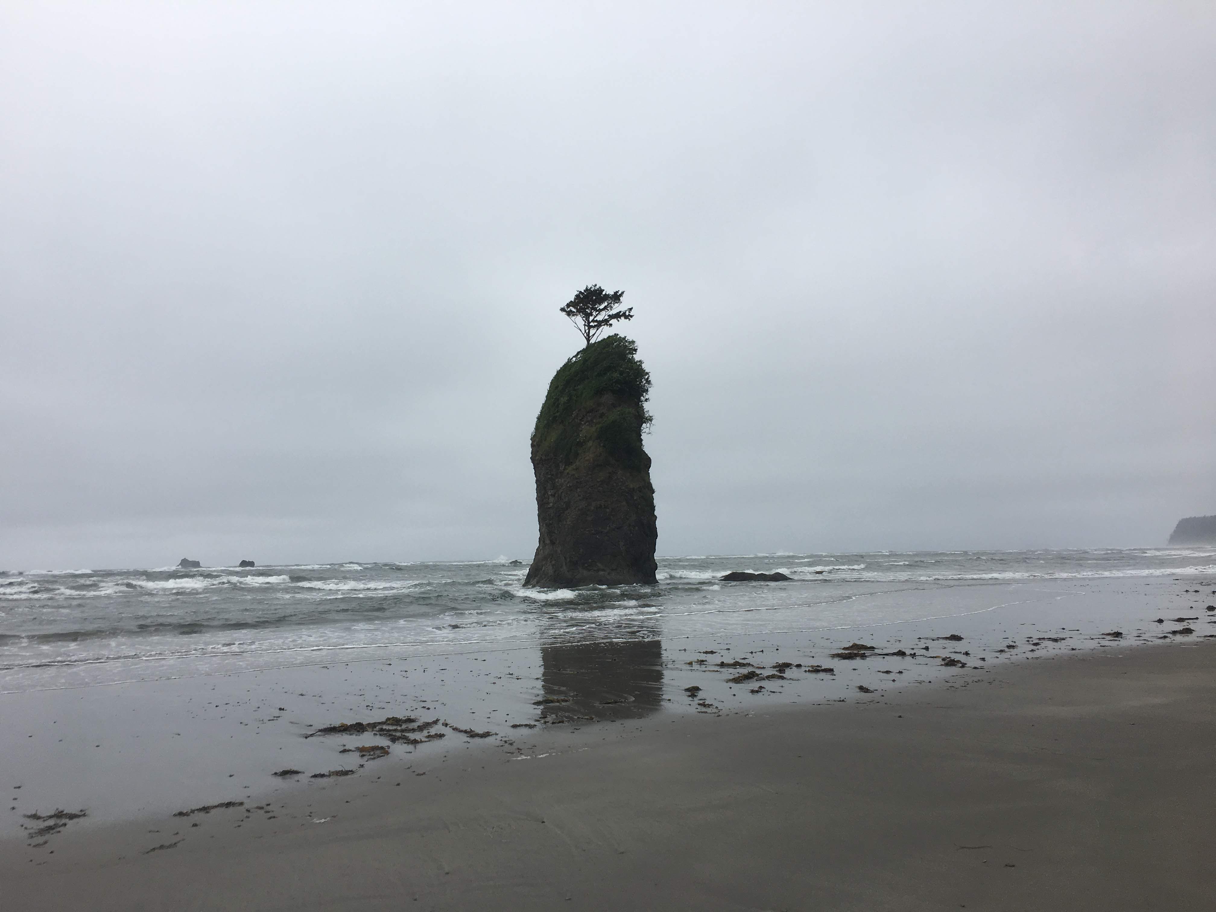 A lone tree atop a sea stack.