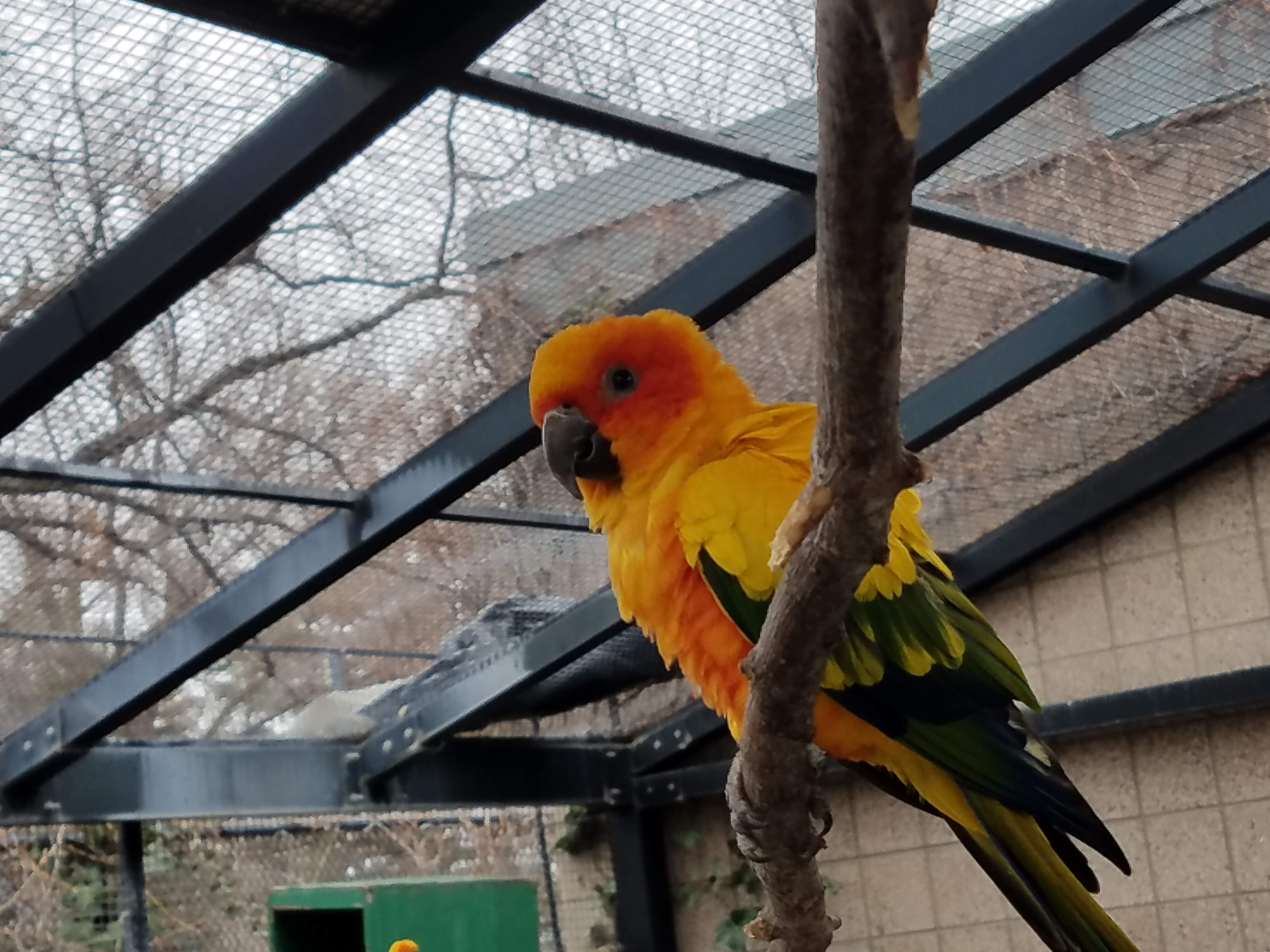 A Sun Conure. Photo cred: Geoff