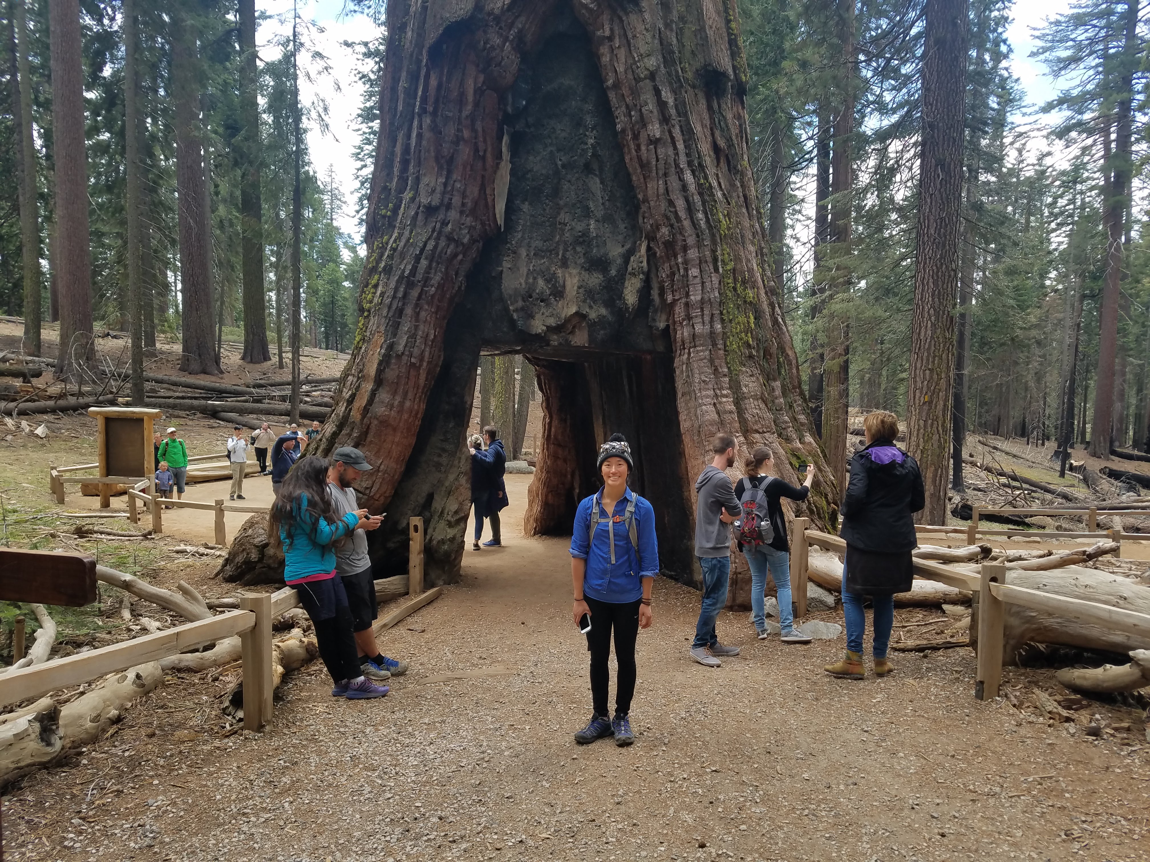 At some point a while ago, humans thought it would be cool to drill a tunnel through this poor tree. It's called the California Tunnel, and hundreds of tourists drove through it and carved their names into the wood. Now the tree is growing bark back around it, trying to cover the scar.