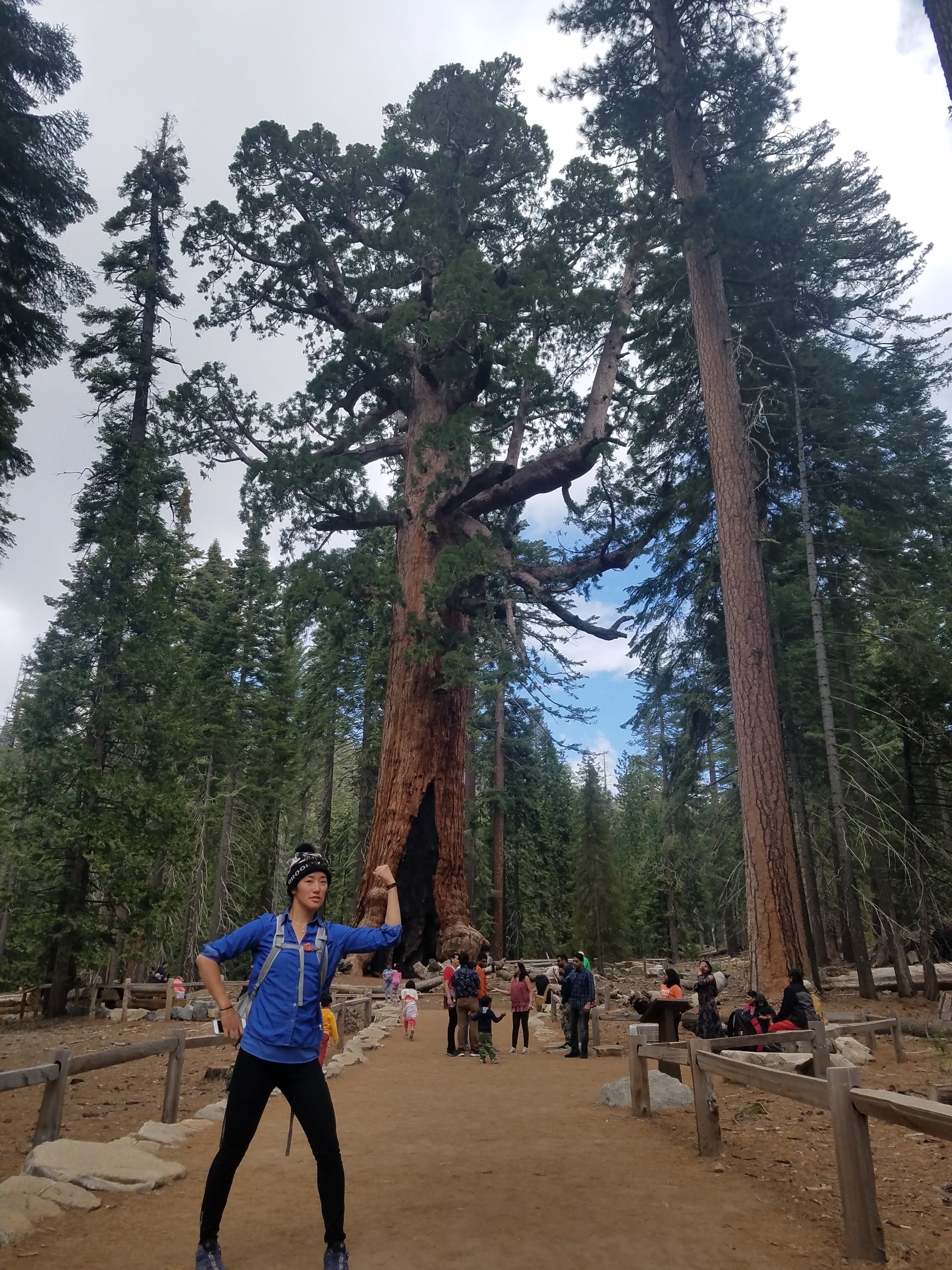 This tree is called the Grizzly Giant.