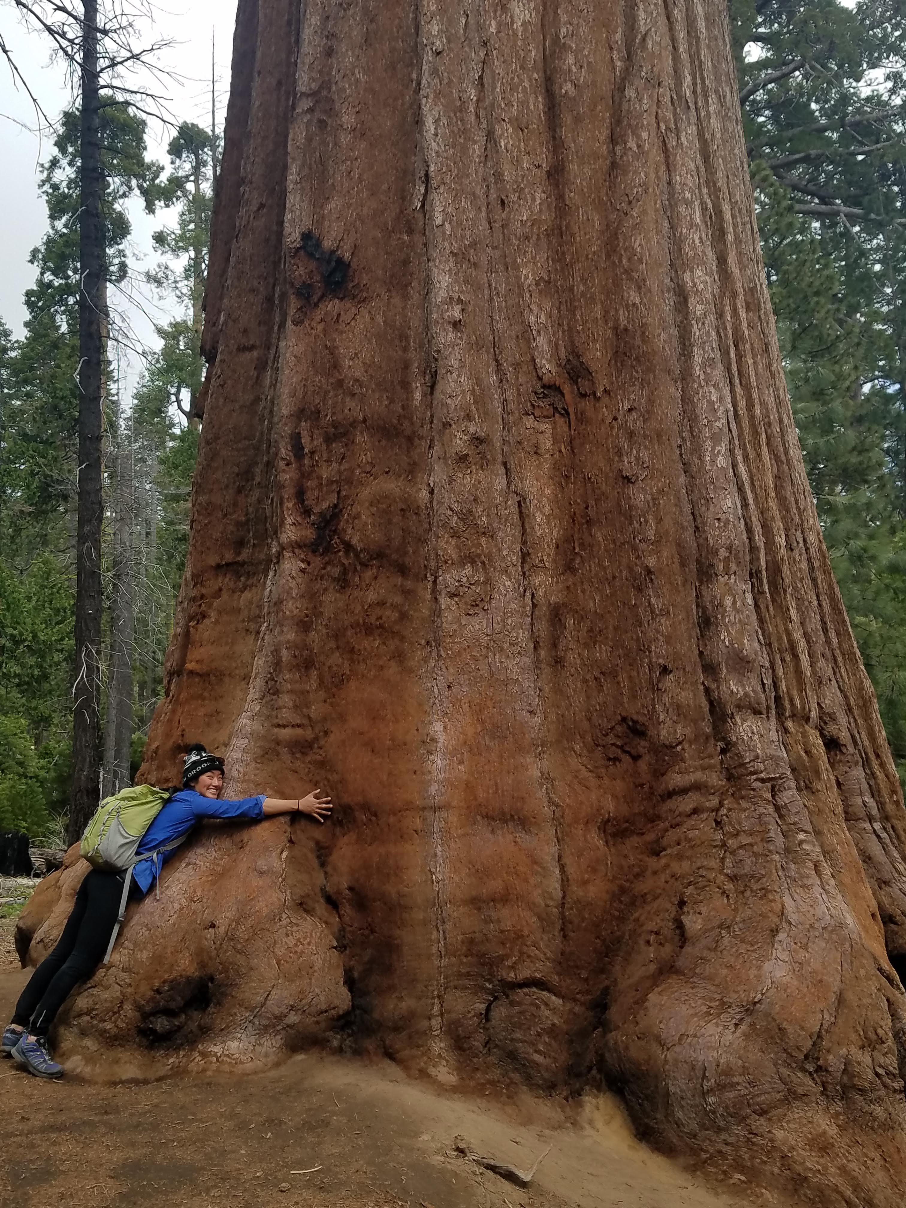 We saw coastal redwoods in Big Sur, and now we've seen their cousins, the Giant Sequoias, in Mariposa Grove in Yosemite! I stand corrected-- in the Big Sur post, I said Coastal Redwoods were shorter. Coastal Redwoods are, in fact, taller, but the Giant Sequoias are larger by mass!