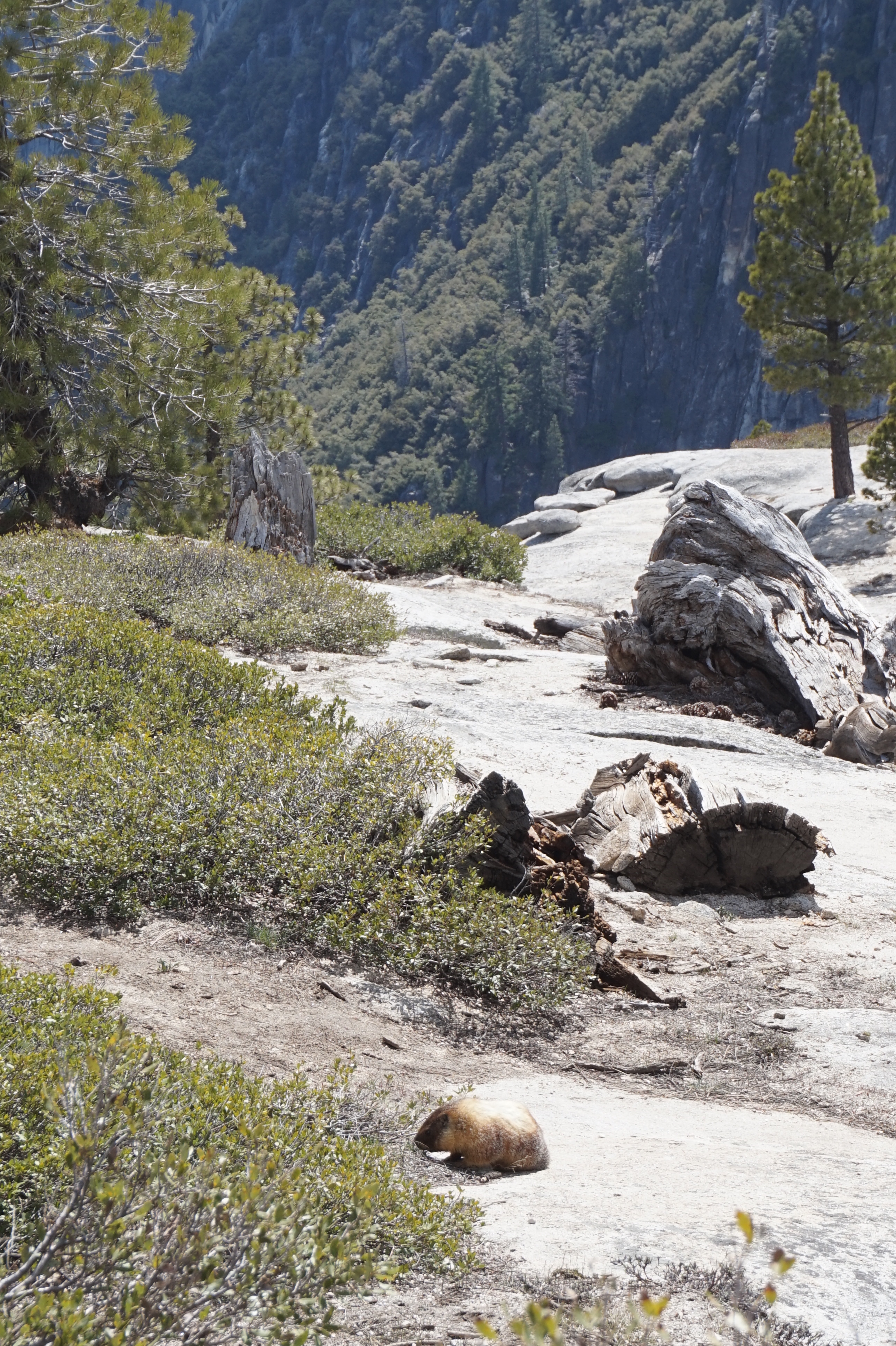 We spotted a yellow-belly marmot at Yosemite Point! I also later saw a bear casually crossing the street near Half Dome Village, but wasn't quick enough to pull out my camera. Tourists and rangers chased after it.